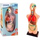 Set de Anatomia 11 pçs