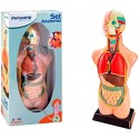 Set de Anatomia 11 pçs