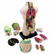 Set de Anatomia 11 pçs