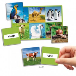 Loto dos Alimentos 72 imagens