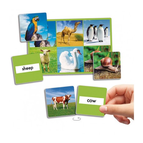 Loto dos Alimentos 72 imagens