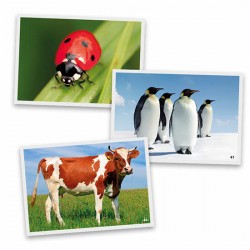 Fotografias de Animais