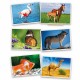 Fotografias de Animais