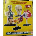 Modelo Anatomia Humano 4 em 1