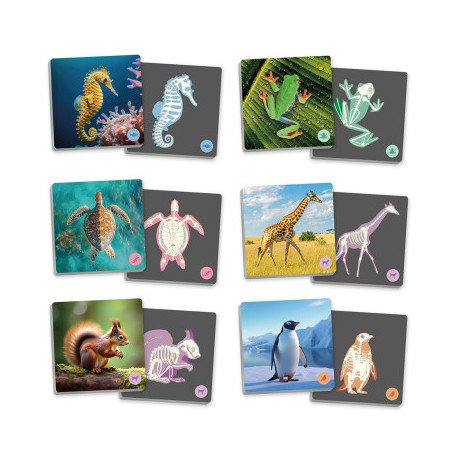 Maxi Memória: Animais Vertebrados e os Seus Esqueletos